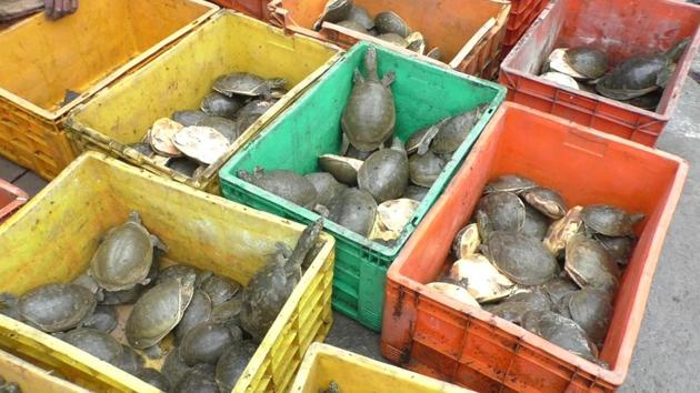 Smuggling of endangered turtles, which are considered a delicacy in some parts of Bengal and Bangladesh, has become a cause for concern for the Central agency, especially because smugglers have started using innovative methods.(WILDLIFE CRIME CONTROL BUREAU.)