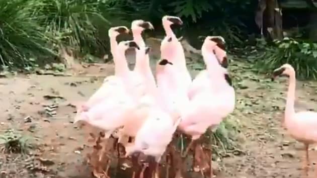 Flamingoes perform mating dance to impress female bird, 'swayamvar' say  people | Trending - Hindustan Times