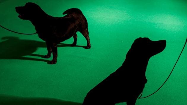 Dogs take part in a gundog competition on the second day of the Crufts Dog Show in Birmingham, Britain. (Eddie Keogh / REUTERS) Dogs take part in a gundog competition on the second day of the Crufts Dog Show in Birmingham, Britain. (Eddie Keogh / REUTERS)