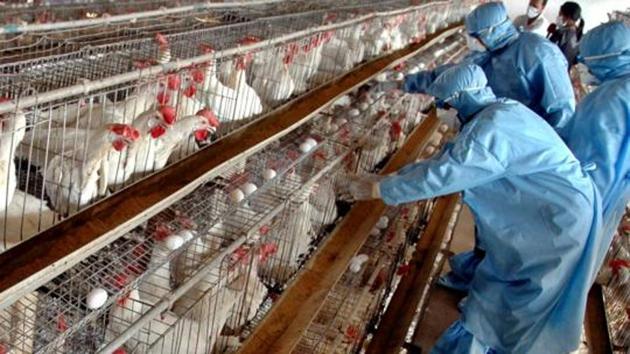 Kerala will shortly begin culling chicken and domestic animals in two villages in Kozhikkode district to clampdown on bird flu.(Representative Photo/AP)