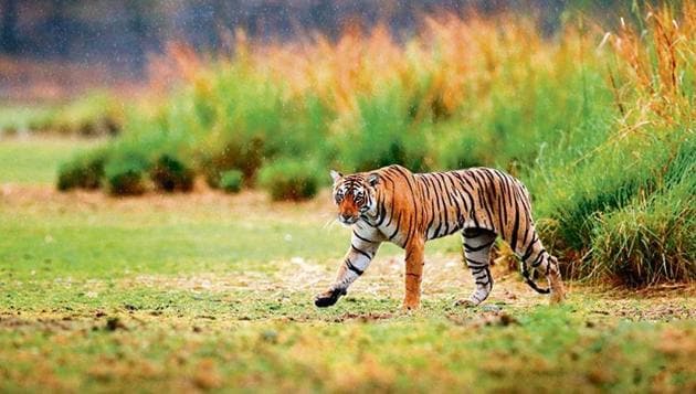 Pilibhit Tiger Reserve is among the wildlife habitats that have reported the highest number of human casualties.(Shutterstock file photo)