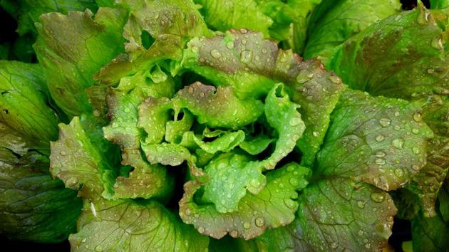 Lettuce harvested in space as nutritious as ones on Earth, says NASA. (REPRESENTATIONAL IMAGE) (Unsplash) Lettuce harvested in space as nutritious as ones on Earth, says NASA. (REPRESENTATIONAL IMAGE) (Unsplash)