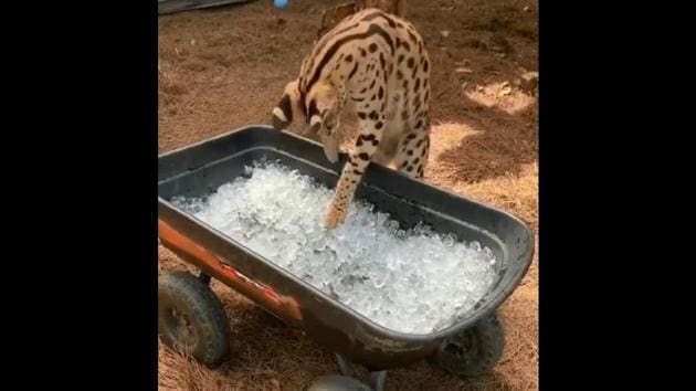 We think this African Serval’s reaction to touching ice is uber-cute. What about you? (u/AmerBekic/official Reddit) We think this African Serval’s reaction to touching ice is uber-cute. What about you? (u/AmerBekic/official Reddit)