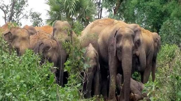 A veterinary doctor of the Odisha University of Agriculture Technology, who treated the elephant, said the animal probably died of septicaemia. Image for representational purpose. (HT Photo) A veterinary doctor of the Odisha University of Agriculture Technology, who treated the elephant, said the animal probably died of septicaemia. Image for representational purpose. (HT Photo)