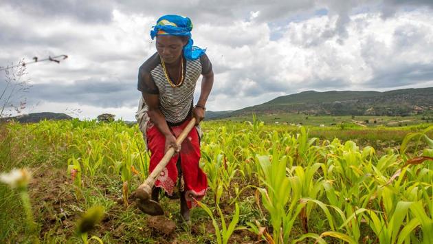 Women make up 80 percent of the people displaced by climate change, according to the UN. When he comes home he finds hunger... and I do my own thing,” said Fernanda, feet sinking into the mud as she pulled weeds from her maize field. The little she had to show of her plants were knee-high and wilted. Yellowed leaf tips suggested roots were rotting below the surface. (Osvaldo Silva / AFP) 
