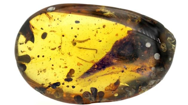 Amber with the skull of the tiny bird Oculudentavis that is 99 million years old, nearly perfectly preserved inside, is seen in a picture released March 11, 2020. (Reuters photo) Amber with the skull of the tiny bird Oculudentavis that is 99 million years old, nearly perfectly preserved inside, is seen in a picture released March 11, 2020. (Reuters photo)