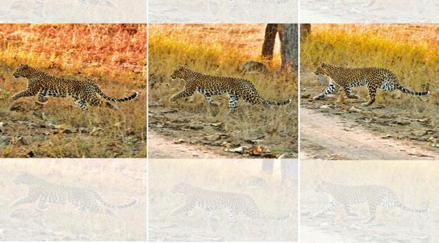 According to many wildlife experts, leopards are more difficult to spot than tigers(Saubhadra Chatterji)