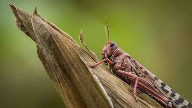 Locust swarms, sometimes as large as some cities, can destroy crops and devastate pasture for animals. Aerial spraying is generally considered the only effective control method. In Uganda, where the locust infestation has recently spread to more than 20 districts in the country’s north and northeast, soldiers have been battling swarms using hand-held spray pumps because of difficulties in getting aircraft as well as the recommended pesticide. (Ben Curtis / AP) Locust swarms, sometimes as large as some cities, can destroy crops and devastate pasture for animals. Aerial spraying is generally considered the only effective control method. In Uganda, where the locust infestation has recently spread to more than 20 districts in the country’s north and northeast, soldiers have been battling swarms using hand-held spray pumps because of difficulties in getting aircraft as well as the recommended pesticide. (Ben Curtis / AP)