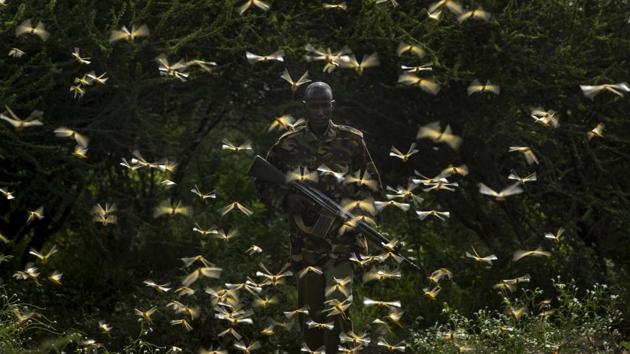 Ranger Gabriel Lesoipa is surrounded by desert locusts as he and a ground team relay the coordinates of the swarm to a plane spraying pesticides, in Nasuulu Conservancy, northern Kenya. The U.N. recently raised its aid appeal relating to locusts to $138 million, up from $76 million, saying the need for more help is urgent. Experts have warned that if the number of locusts is unchecked they could grow 500 times by June, when drier weather is expected in East Africa. (Ben Curtis / AP) Ranger Gabriel Lesoipa is surrounded by desert locusts as he and a ground team relay the coordinates of the swarm to a plane spraying pesticides, in Nasuulu Conservancy, northern Kenya. The U.N. recently raised its aid appeal relating to locusts to $138 million, up from $76 million, saying the need for more help is urgent. Experts have warned that if the number of locusts is unchecked they could grow 500 times by June, when drier weather is expected in East Africa. (Ben Curtis / AP)