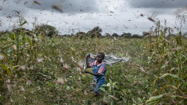 A farmer's daughter waves her shawl in the air to try to chase away swarms of desert locusts from her crops, in Katitika village, Kitui county, Kenya. A supercomputer is boosting efforts in East Africa to control a locust outbreak that raises what the U.N. food agency calls “an unprecedented threat” to the region’s food security. (Ben Curtis / AP) A farmer's daughter waves her shawl in the air to try to chase away swarms of desert locusts from her crops, in Katitika village, Kitui county, Kenya. A supercomputer is boosting efforts in East Africa to control a locust outbreak that raises what the U.N. food agency calls “an unprecedented threat” to the region’s food security. (Ben Curtis / AP)