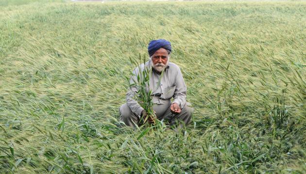 Experts say that more rain or delay in draining out water from the fields can increase the amount of losses. (Bharat Bhushan/HT) Experts say that more rain or delay in draining out water from the fields can increase the amount of losses. (Bharat Bhushan/HT)