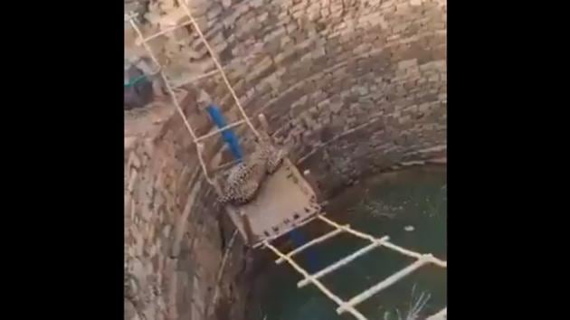 The video has been shared by IFS officer Parveen Kaswan on Twitter. (Twitter/@ParveenKaswan) The video has been shared by IFS officer Parveen Kaswan on Twitter. (Twitter/@ParveenKaswan)