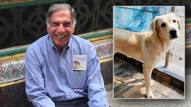 Ratan Tata turns to Insta family to find abandoned dog a loving home ...