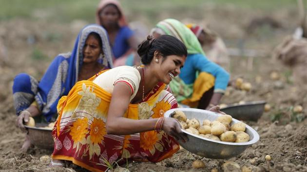 Farmers work in a potato field on the outskirts of Kaushambi, about 60 kilometers from Prayagraj, India. (AP) Farmers work in a potato field on the outskirts of Kaushambi, about 60 kilometers from Prayagraj, India. (AP)