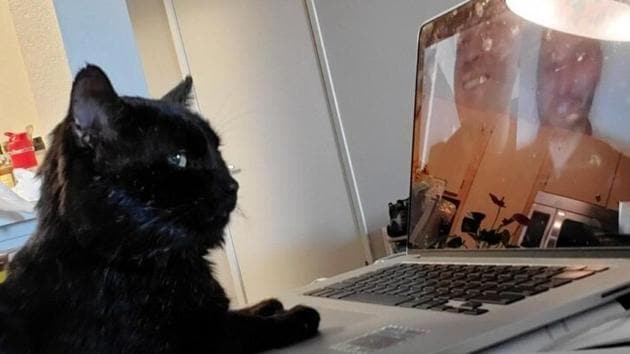 Image shows a cat ‘working’ on laptop.(Twitter/@gottapatchemal)