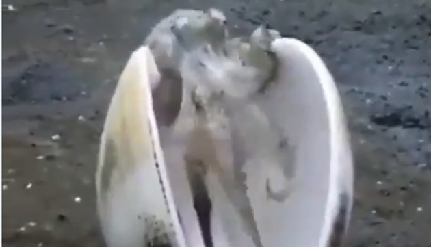 The image shows a coconut octopus as mentioned by IFS officer Susanta Nanda.(Screengrab)