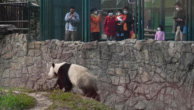 People wearing face masks look at a giant panda at Beijing Zoo on March 25, 2020, after it reopened its outdoor exhibit areas to the public after being closed due to the coronavirus outbreak. While many of the city's world-famous tourist sites, including the sprawling Forbidden City ancient palace complex, remain closed, spring weather and budding cherry blossoms are coaxing outdoors citizens who have been largely confined to home for the last two months. (Wang Zhao / AFP)