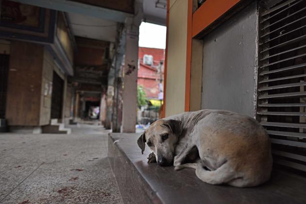 A scene from a market in Delhi’s Ashok Vihar Phase-1 during the lockdown imposed over coronavirus outbreak, Tuesday, March 24, 2020. (Sanchit Khanna/HT PHOTO) A scene from a market in Delhi’s Ashok Vihar Phase-1 during the lockdown imposed over coronavirus outbreak, Tuesday, March 24, 2020. (Sanchit Khanna/HT PHOTO)