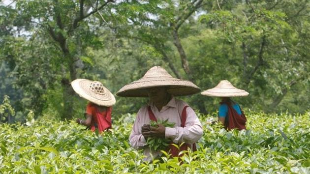 The Darjeeling hills and Dooars region of West Bengal have 283 tea gardens, employing 350,000 permanent and casual workers, who earn Rs 132.50 per day besides the weekly ration.(REUTERS/Representative File Photo)