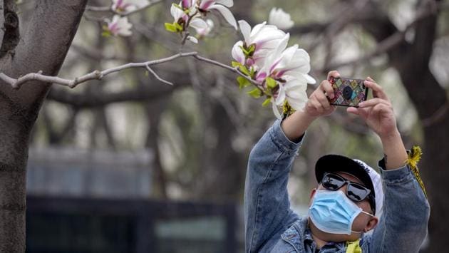 A visitor wearing a face mask takes a photo of blossoms at the Beijing Zoo after it reopened its outdoor exhibit areas. Travel in and out of the city of more than 20 million remains tightly controlled, including mandatory two-week quarantines to everyone arriving from abroad and those who have been in foreign countries in the last 14 days. (MArk Schiefelbein / AP)