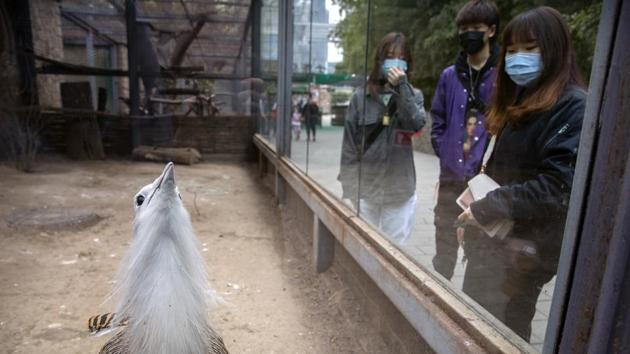 Visitors wearing face masks look at a great bustard at the Beijing Zoo. Public transport continues to operate and many offices have reopened, albeit with strict temperature checks and registration requirements that appear to have contributed to the containment of the outbreak that has sickened more than 81,000 people and killed over 3,200 in the country. (Mark Schiefelbein / AP)