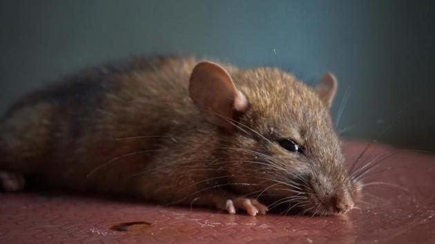 Smelling a rat: Rodents cooperate and sniff out other rats in need ...