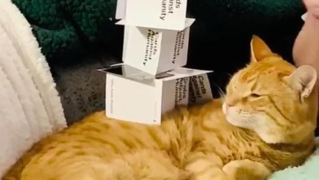 The image shows cards stacked on the cat’s back.(Reddit/fijistudios)