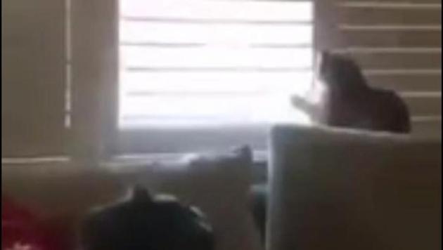 The image shows a cat staring through a window. (Reddit/supersquee) The image shows a cat staring through a window. (Reddit/supersquee)