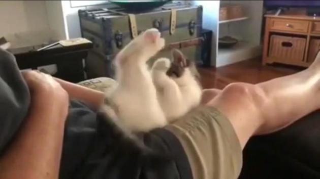 The image shows the cat on the human’s lap. (unnaturalorder) The image shows the cat on the human’s lap. (unnaturalorder)