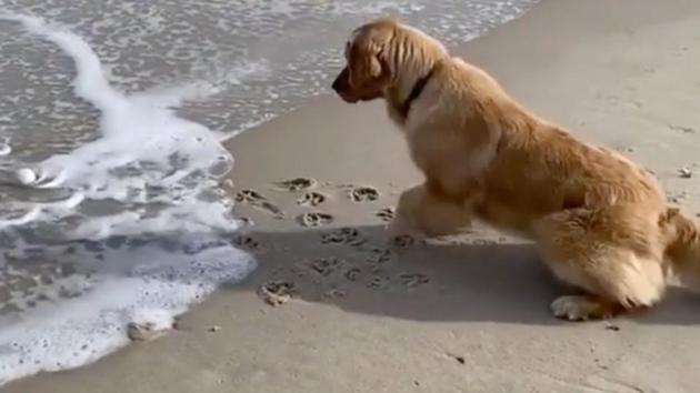The image captures a doggo standing on a beach near the waves.(Reddit/Amateurlapse)