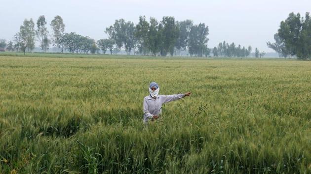 Farmers are worried about procurement as lockdown has hit farm labour, transportation and other associated services. (HT Photo/Sanjeev Kumar) Farmers are worried about procurement as lockdown has hit farm labour, transportation and other associated services. (HT Photo/Sanjeev Kumar)