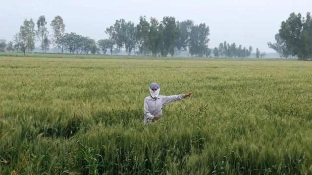 Coronavirus update: The winter harvest is primarily of wheat, maize, mustard and pulses, which boosts India food security (HT Photo/Sanjeev Kumar) Coronavirus update: The winter harvest is primarily of wheat, maize, mustard and pulses, which boosts India food security (HT Photo/Sanjeev Kumar)
