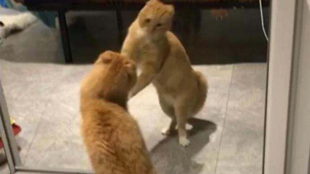 The cat looking at its own reflection. (Reddit/zCastorNinja) The cat looking at its own reflection. (Reddit/zCastorNinja)