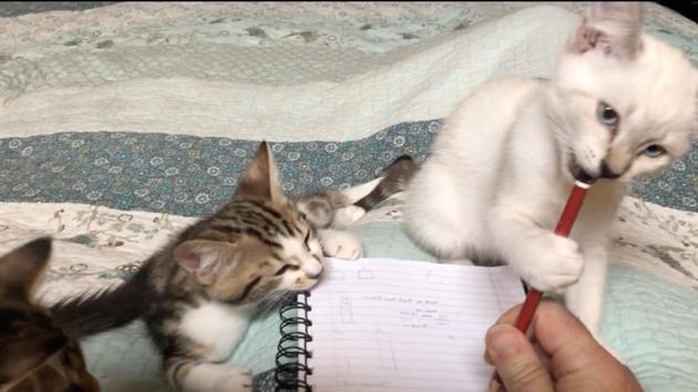 Pets have taken the front stage in being prime distractors during work from home. (doug_melon//official Reddit) Pets have taken the front stage in being prime distractors during work from home. (doug_melon//official Reddit)