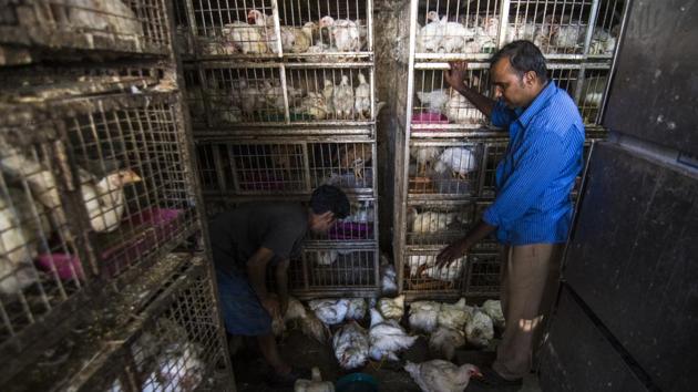 Feed suppliers say that prices of chicken and eggs in the market have come down drastically due to rumours linked to coronavirus.(Pratik Chorge/HT File Photo)