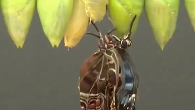 One of the cocoon breaks and a stunning butterfly comes out.(Twitter/@susantananda3)