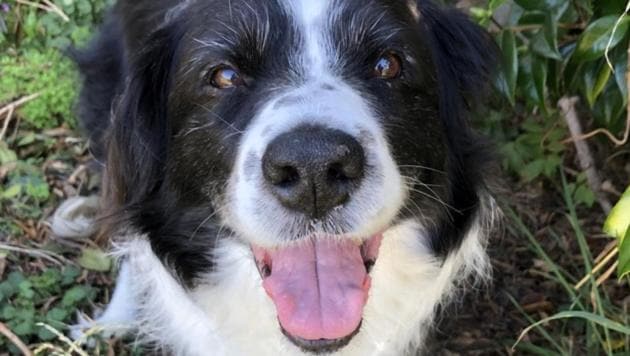 Here are some of the best pet tales to go with your quarantini. (bronte__lee//official Twitter) Here are some of the best pet tales to go with your quarantini. (bronte__lee//official Twitter)