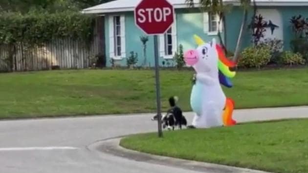 The image shows the ‘unicorn’ with its dogs. (Reddit/IncandescentlyHappy) The image shows the ‘unicorn’ with its dogs. (Reddit/IncandescentlyHappy)