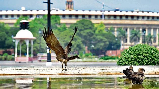 An pair of kites rest in a pool of water with the Parliament visible in the background, on day 8 of the 21 day nationwide lockdown.(Arvind Yadav/ Hindustan Times) An pair of kites rest in a pool of water with the Parliament visible in the background, on day 8 of the 21 day nationwide lockdown.(Arvind Yadav/ Hindustan Times)