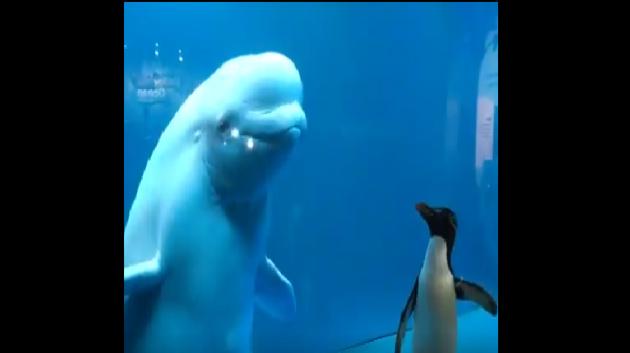 The whales swim around and one even tries to boop the penguin.(Twitter/@Shedd_Aquarium)