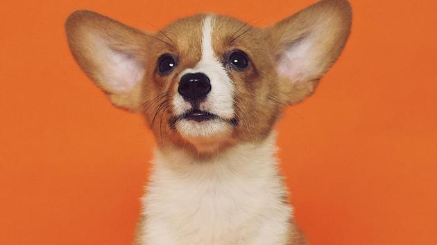 Urban dogs more fearful than their rural counterparts. (Unsplash) Urban dogs more fearful than their rural counterparts. (Unsplash)