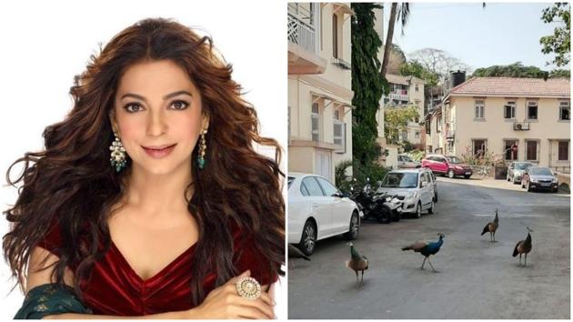 Juhi Chawla was visited by some peacocks at her Mumbai home.
