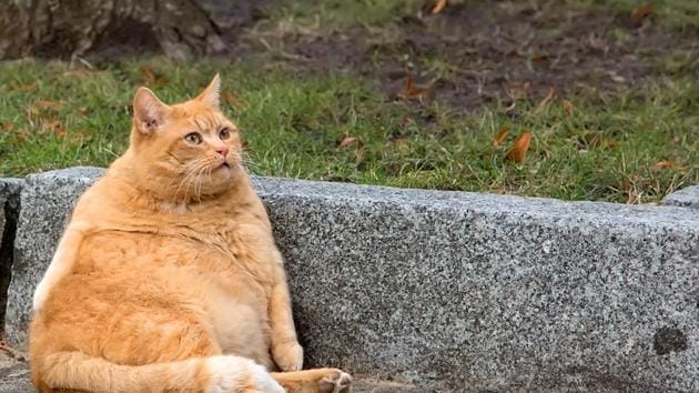 It is not clear from the study which species of cats have been used for the experiments. (HT Archives) It is not clear from the study which species of cats have been used for the experiments. (HT Archives)