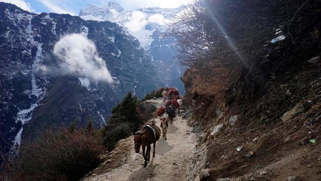 Mules carry empty gas cylinders along a path. Guides tend to earn between $5,000 and $10,000 during the season. “We don’t go to the mountains because we want to, it is our only option for work,” Sherpa told AFP. Son of a yak herder, Sherpa, 31, has been to the top of Everest eight times and helped dozens of climbers reach the summit. (Prakash Mathema / AFP)