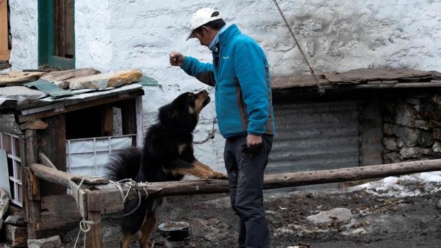 As the air thins, breathing is already difficult at higher altitude -- adding to the medical risks if there is an outbreak of any kind. “It cost us our jobs, but it is the right decision,” Tashi Sherpa said. “In Khumjung we have one small hospital and not enough resources, imagine if people started getting sick here,” said the mountain veteran. (Prakash Mathema / AFP)