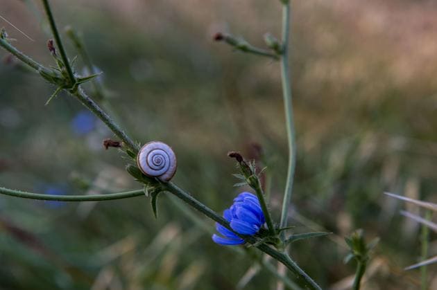 A snail on a flower in a valley near the village of Gordes in southeastern France.(Getty Images)