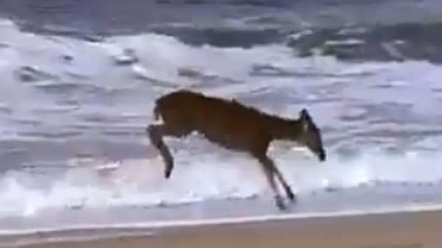 The image shows a deer leaping through the waves.(Screengrab)