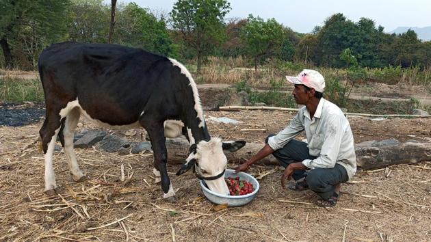A farmer, feeds strawberries to his cow during a 21-day nationwide lockdown to slow the spreading of coronavirus disease (COVID-19), at Darewadi village in Satara district in the western state of Maharashtra.(REUTERS)