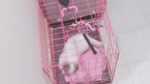The image shows the doggo inside its pen. (Reddit/2badyet2good) The image shows the doggo inside its pen. (Reddit/2badyet2good)