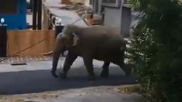 The image shows the elephant wandering around.(Screengrab)